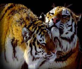 Betla National Park