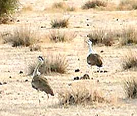 Desert National Park