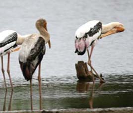 National Parks in  India
