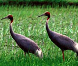 Marine Sanctuary & Marine National Park Gujarat