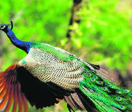 Namdhapa National Park