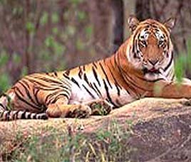 National Parks in Central India