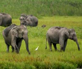 National Parks India