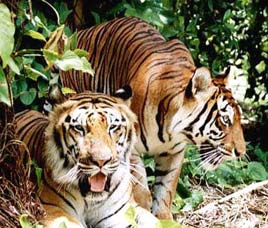 Navegaon National Park Maharashtra
