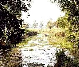 Orang National Park at Tezpur Assam
