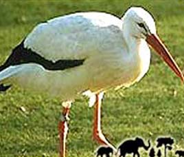 Sultanpur National Park Haryana