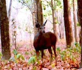 Tadoba National Park Maharashtra, Tadoba Wildlife Sanctuary