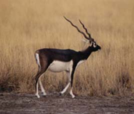 Velavadar Blackbuck National Park Gujarat