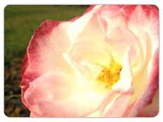 National Rose Garden
