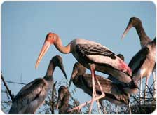 Tour to Bharatpur from Delhi