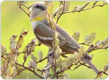 Tour to Sultanpur from Delhi Tour to Sultanpur from Delhi