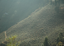 Darjeeling Tour