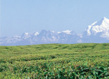 Darjeeling Tour