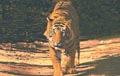 Tigers at Ranthambore