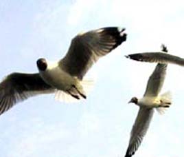 Birds in Panna National Park