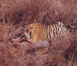  Bandhavgarh National Park