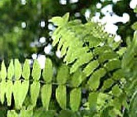Panna National Park,Flora in Panna National Park