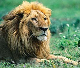 Panna Wildlife sanctuary