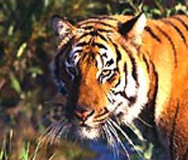 Lawania Jungle Resort, Panna