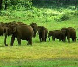 Happenings in Panna National Park 