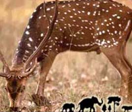 Wildlife in Panna, Madhya Pradesh