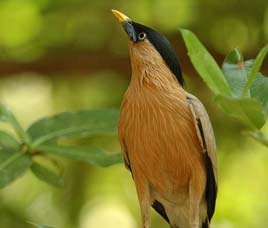  Birds in Pench National Park