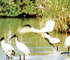 Vonservation History of Pench National Park