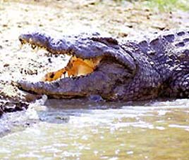 Climate in Pench National Park