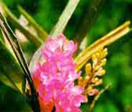 Flora in Pench National Park