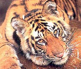 Pench National Park
