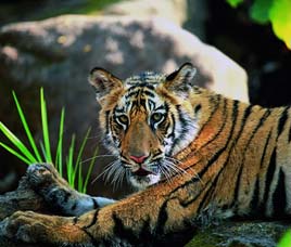 Happenings in Pench National Park