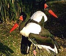 Wildlife in Pench
