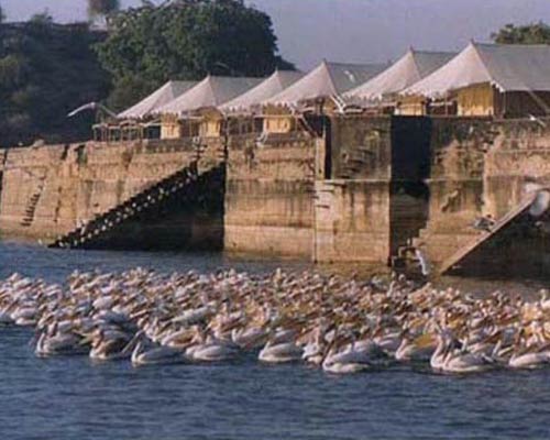 Chhatrasagar Tent - Tents