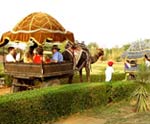 Camel Cart