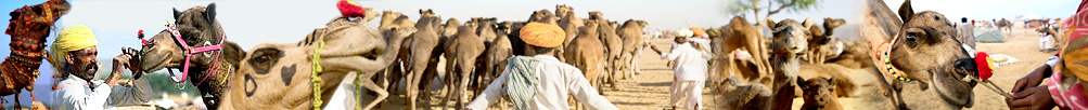 Pushkar Fair Rajasthan