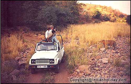 Tiger Safari at Ranthambore National Park