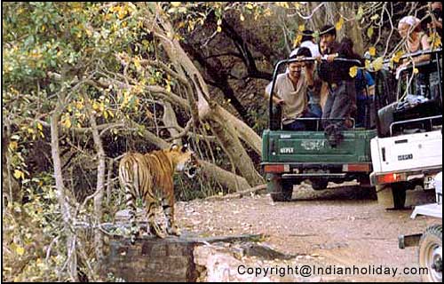 Tiger in Ranthambore National Park