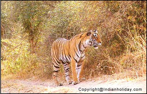 Tiger in Ranthambore National Park