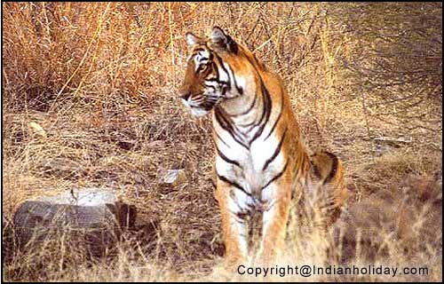 Royal Bengal Tiger in Ranthambore National Park