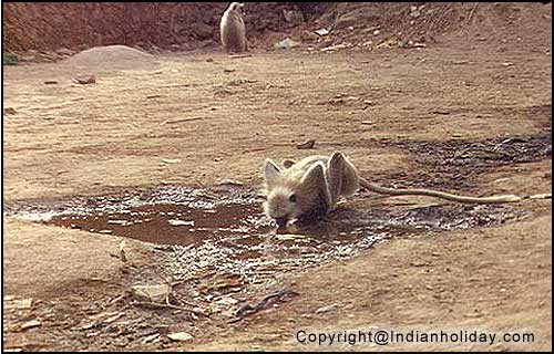 Langur at Ranthambore National Park
