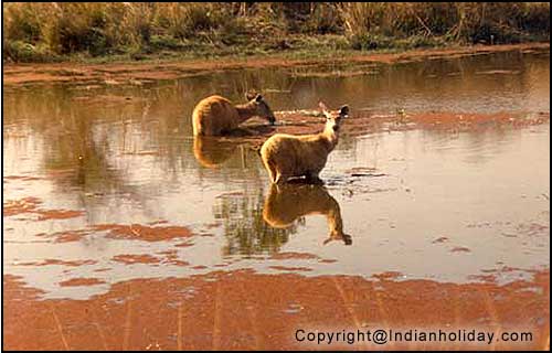 Sambar Deer at Ranthambore National Park