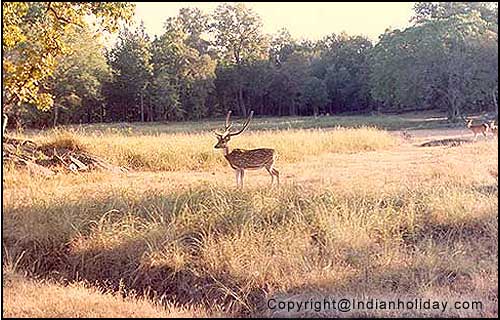 Chital stag at Ranthambore National Park