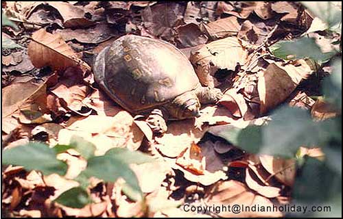 Tortoise at Ranthambore National Park