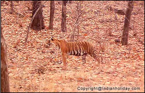 Tiger hunting in Ranthambore National Park