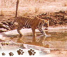 About Ranthambore National Park