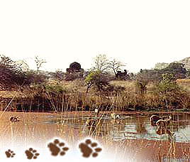Climate in Ranthambore National Park