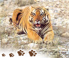 India Wildlife Holidays