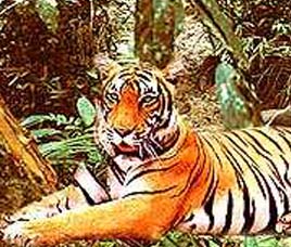 Fauna in Ranthambore