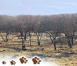 Flora in Ranthambore National Park