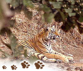 Ranthambore Conservation History